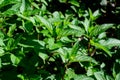 Fresh green peppermint or mentha Ãâ piperita, also known as Mentha balsamea leaves in direct sunlight, in an organic herbs garden